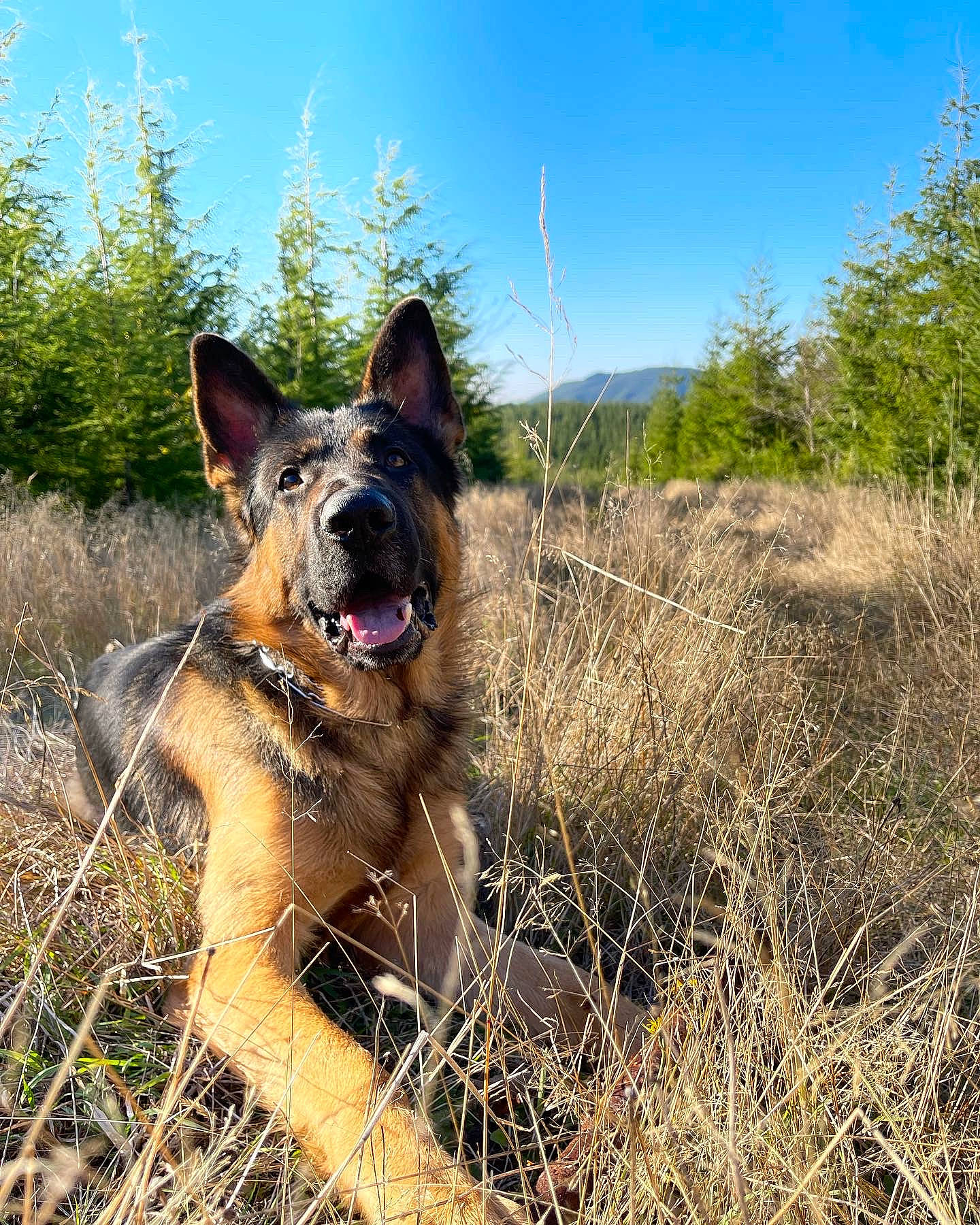 Bear joined the competition — help win amazing prizes! australian_cattle_dog, canidae, carnivore, collar, dog, dog_breed, east_european_shepherd, fawn, german_shepherd_dog, grass, herding_dog, landscape, plant, sky, snout, sporting_group, terrestrial_animal, tree, walking, working_animal