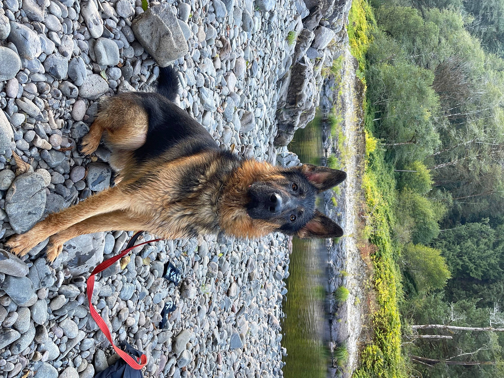 Bear joined the competition — help win amazing prizes! belgian_shepherd_malinois, canidae, canis, carnivore, dog, dog_breed, fawn, german_shepherd_dog, mammal, old_german_shepherd_dog, plant, sporting_group, tail, terrestrial_animal, tree, trunk, water, wildlife, wood, working_dog