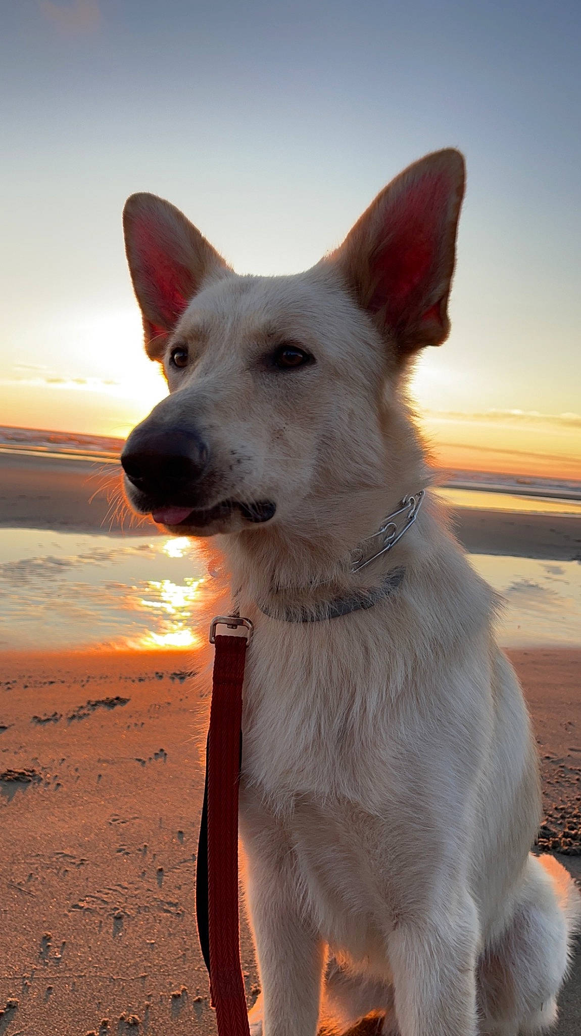 Timber joined the competition — help win amazing prizes! ancient_dog_breeds, beach, canidae, carnivore, collar, companion_dog, dog, dog_breed, dog_supply, fawn, non_sporting_group, ocean, sky, snout, sporting_group, water, working_animal, working_dog