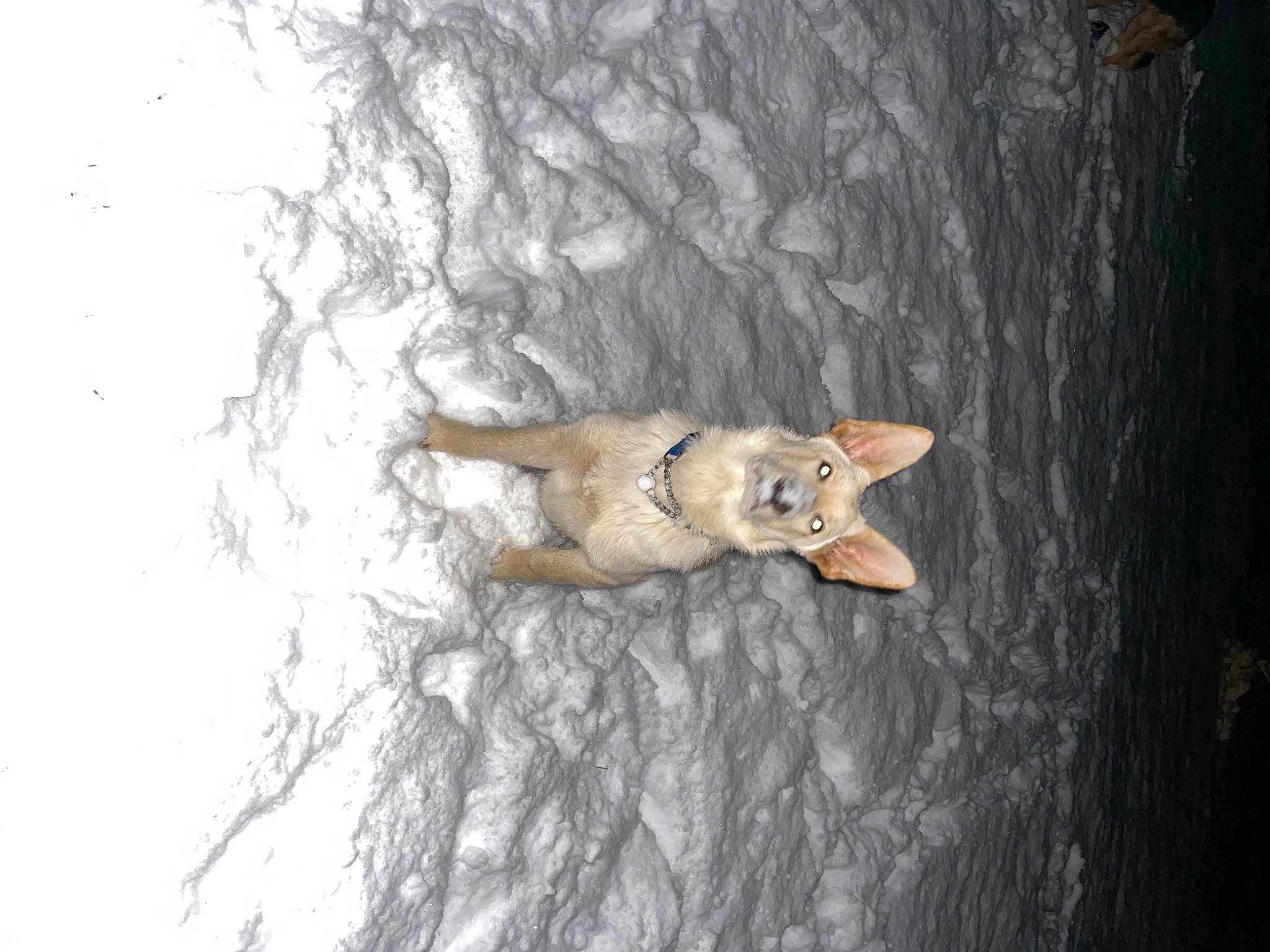 Timber joined the competition — help win amazing prizes! art, canidae, carnivore, claw, domestic_short_haired_cat, fawn, felidae, fur, gesture, reptile, small_to_medium_sized_cats, snout, tail, toy, tree, trunk, twig, whiskers, wildlife, wood