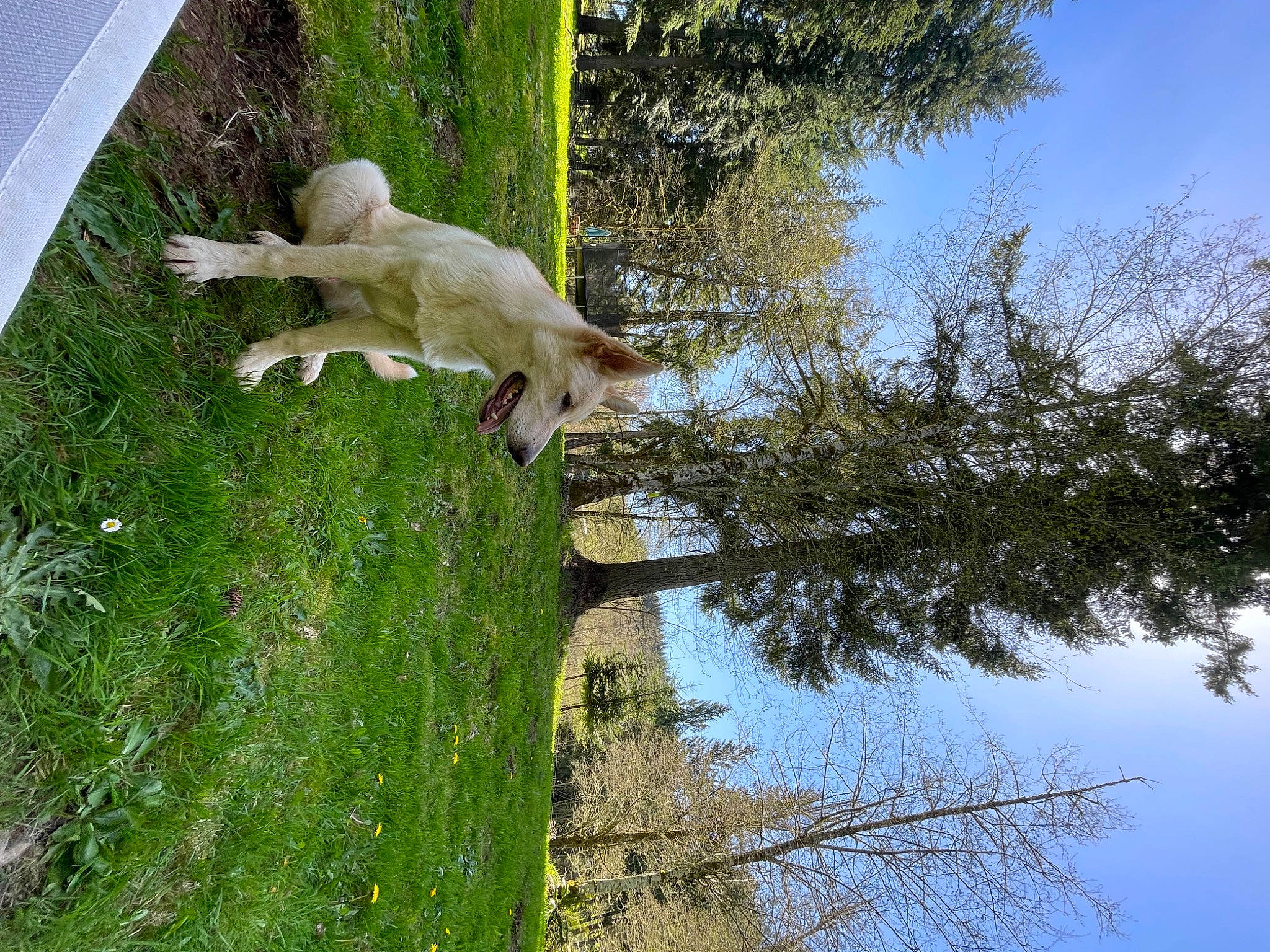 Timber joined the competition — help win amazing prizes! carnivore, companion_dog, dog, dog_breed, fawn, grass, landscape, pasture, plant, reflection, sky, sporting_group, tail, tree, trunk, twig, water, wildlife, wood, working_animal