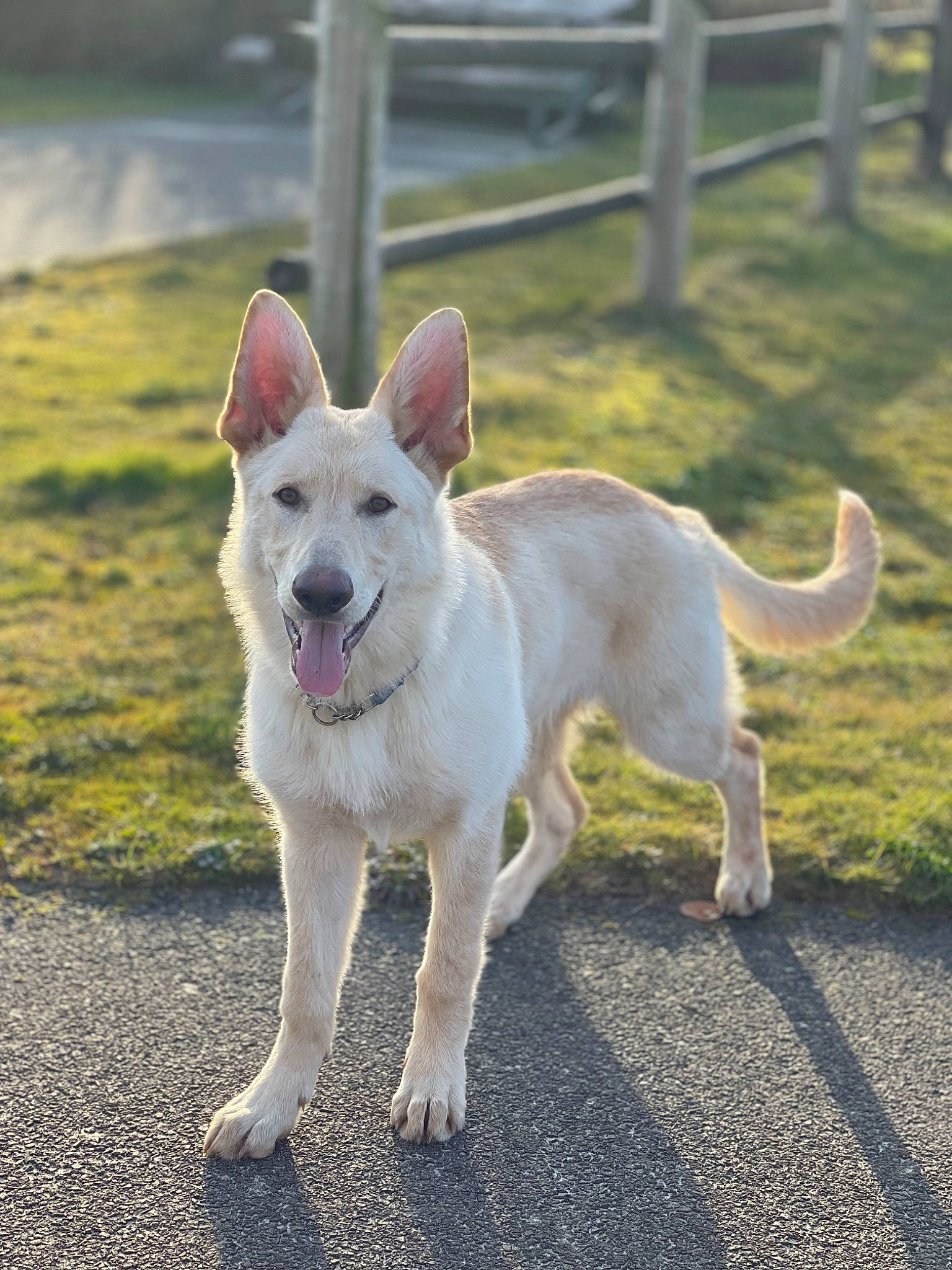 Timber is registered to the contest to win money with this photo: ancient_dog_breeds, canidae, carnivore, collar, companion_dog, cordoba_fighting_dog, dog, dog_breed, fawn, fence, grass, non_sporting_group, paw, road_surface, sporting_group, tail, terrestrial_animal, walking, working_animal, working_dog