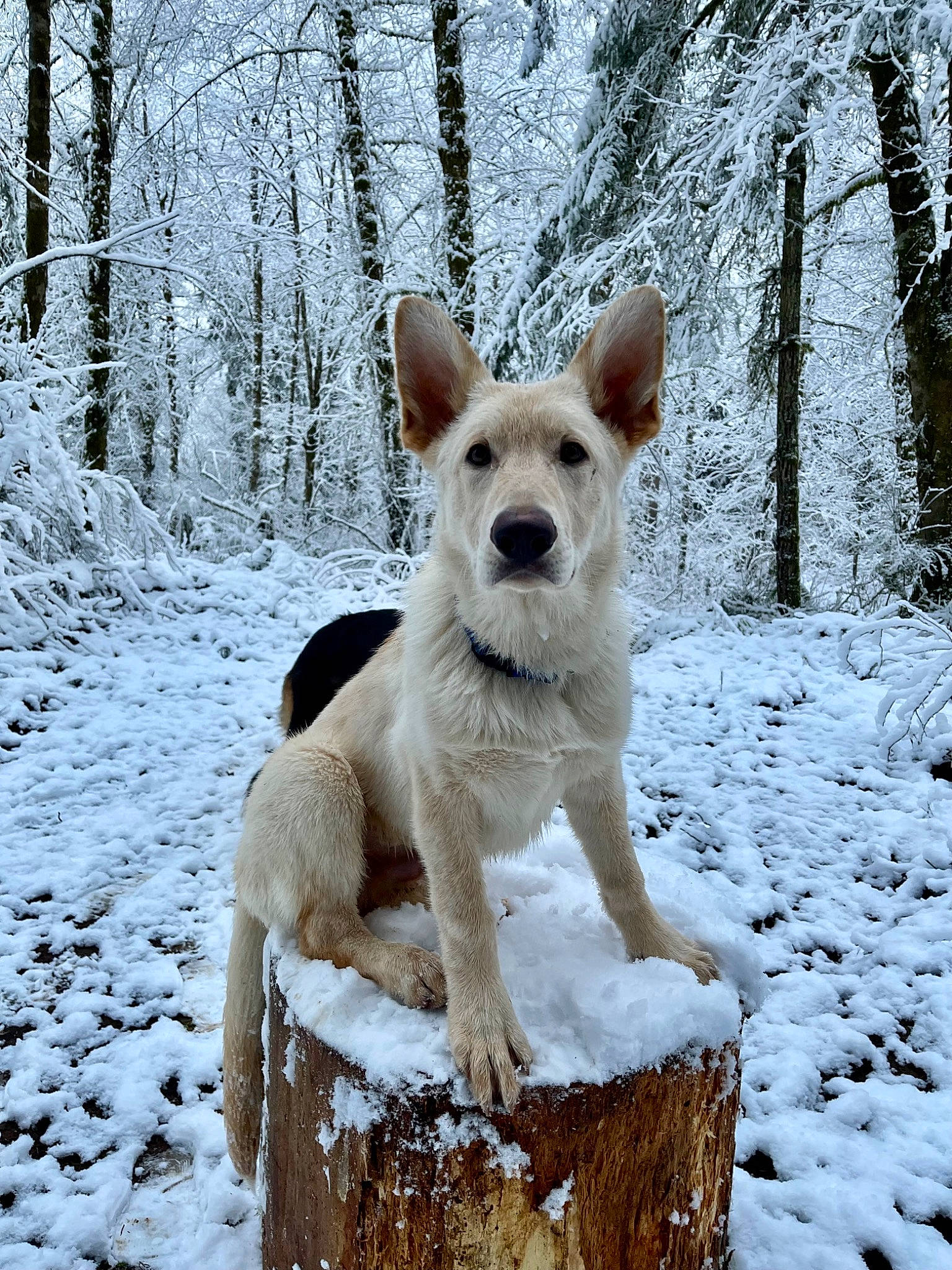 Timber is registered to the contest to win money with this photo: ancient_dog_breeds, canidae, carnivore, companion_dog, dog, dog_breed, fawn, freezing, fur, natural_landscape, snout, snow, sporting_group, tail, terrestrial_animal, tree, wildlife, winter