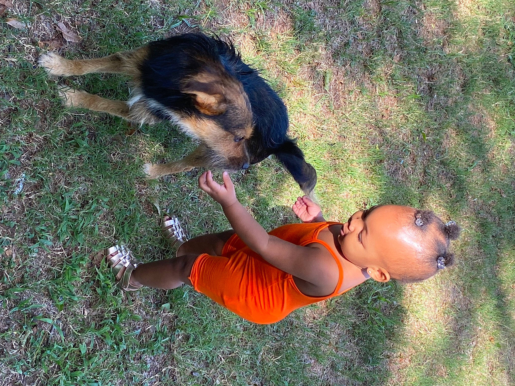 Lauryn is registered to the contest to win money with this photo: abdomen, carnivore, companion_dog, dog, dog_breed, fawn, fun, grass, happy, leisure, nature, people_in_nature, person, plant, recreation, shorts, sunglasses, t_shirt, thigh, tree