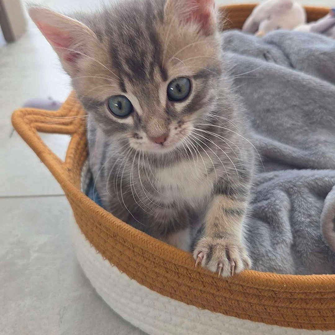 Baya participe au concours pour gagner de l'argent avec cette photo : kitten, cat, tabby, gray_fur, blue_eyes, animal, pet, basket, blanket, paw, whiskers, ears, indoor, home, floor, cozy, cute, portrait, sitting, playful
