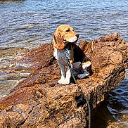 Alpine a rejoint le concours — aidez-le/la à gagner de superbes lots ! dog, beagle, puppy, wet, rock, rocks, sea, water, leash, outdoor, nature, animal, canine, sitting, coast, shore, sunlight, blue_sky, daytime, pet