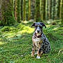 Murronne a rejoint le concours — aidez-le/la à gagner de superbes lots ! puppy, dog, merle_coat, forest, moss, greenery, nature, outdoor, sitting, animal, young_dog, collar, curious, canine, pet, grass, trees, sunlight, wildlife, mammal