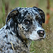 Murronne a rejoint le concours — aidez-le/la à gagner de superbes lots ! dog, animal, outdoor, grass, nature, pet, canine, fur, portrait, closeup, brown_eyes, speckled, looking_back, ears, snout, muzzle, wild_grass, calm, soft_focus, field