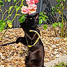 cat, black_cat, flower, pink_rose, garden, outdoor, sunlight, plant, green_leaves, wood_chips, curious, pet, harness, nature, animal, flora, close_up, playful, side_view, summer