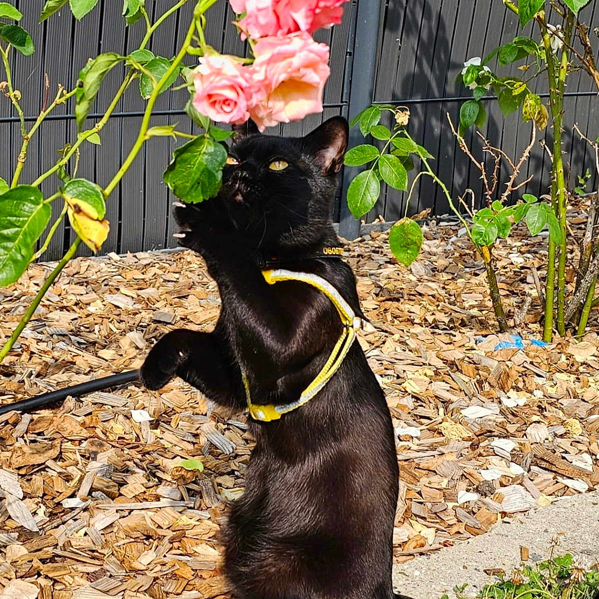 Titus participe au concours pour gagner de l'argent avec cette photo : cat, black_cat, flower, pink_rose, garden, outdoor, sunlight, plant, green_leaves, wood_chips, curious, pet, harness, nature, animal, flora, close_up, playful, side_view, summer
