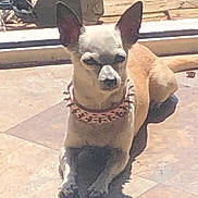 Bella is registered to the contest to win money with this photo: dog, small_dog, chihuahua, pet, animal, sunlight, shadow, tile_floor, collar, spiked_collar, outdoor, resting, ears, brown_dog, canine, domestic_animal, sunny, relaxed, companion, guard_dog