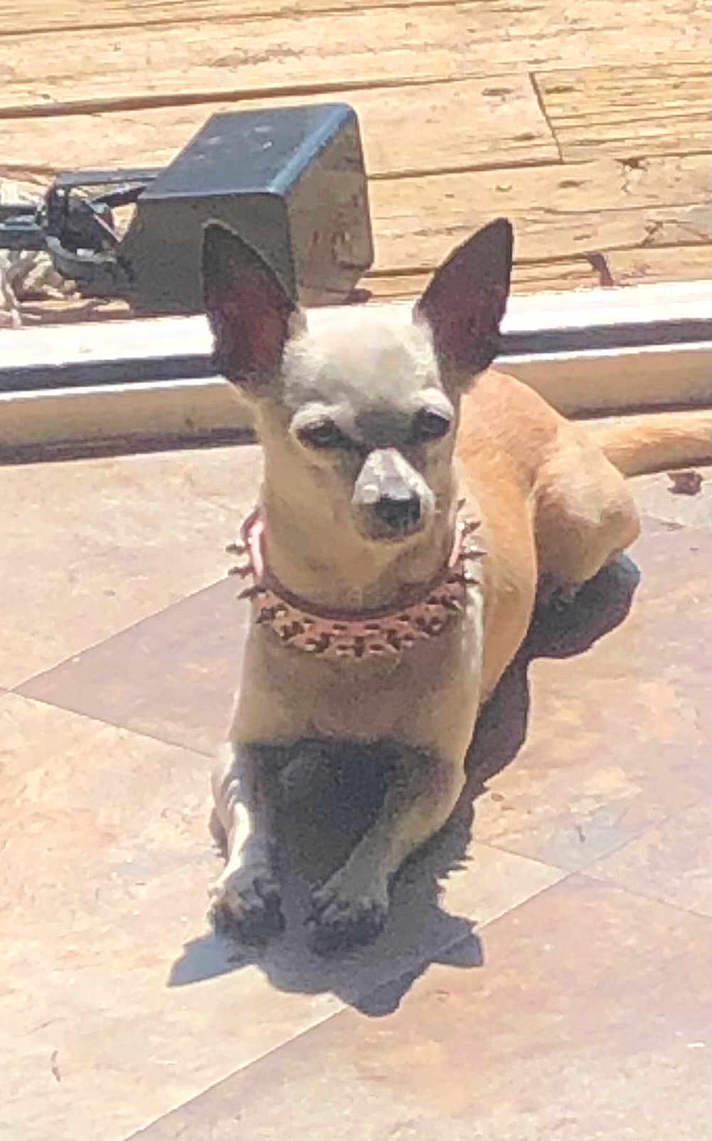 Bella