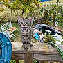 cat, kitten, tabby, wooden_railing, backyard, garden, pond, plants, greenery, fence, outdoor, nature, animal, pet, happy, curious, daylight, wood, water, smiling