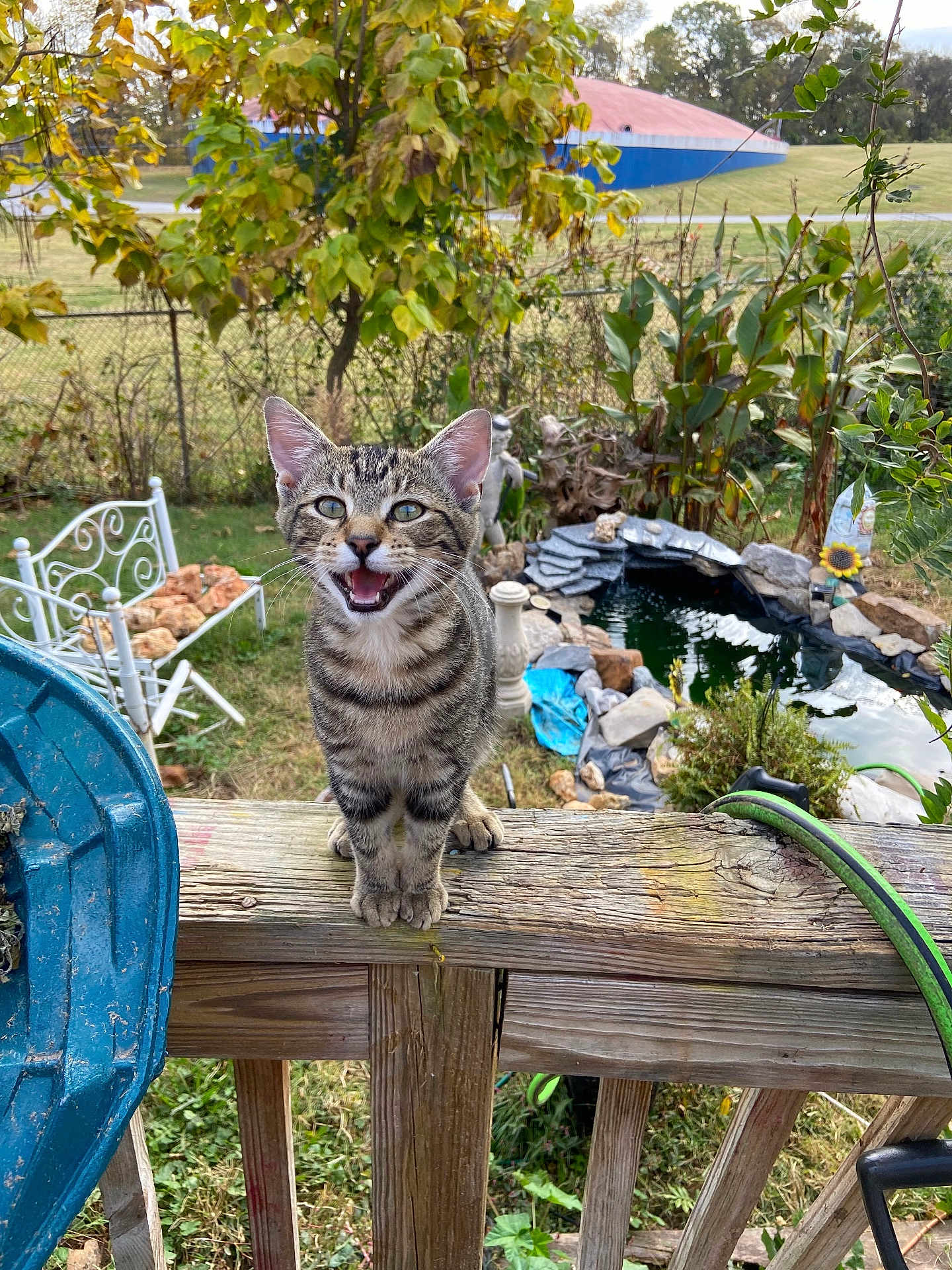 Tobias