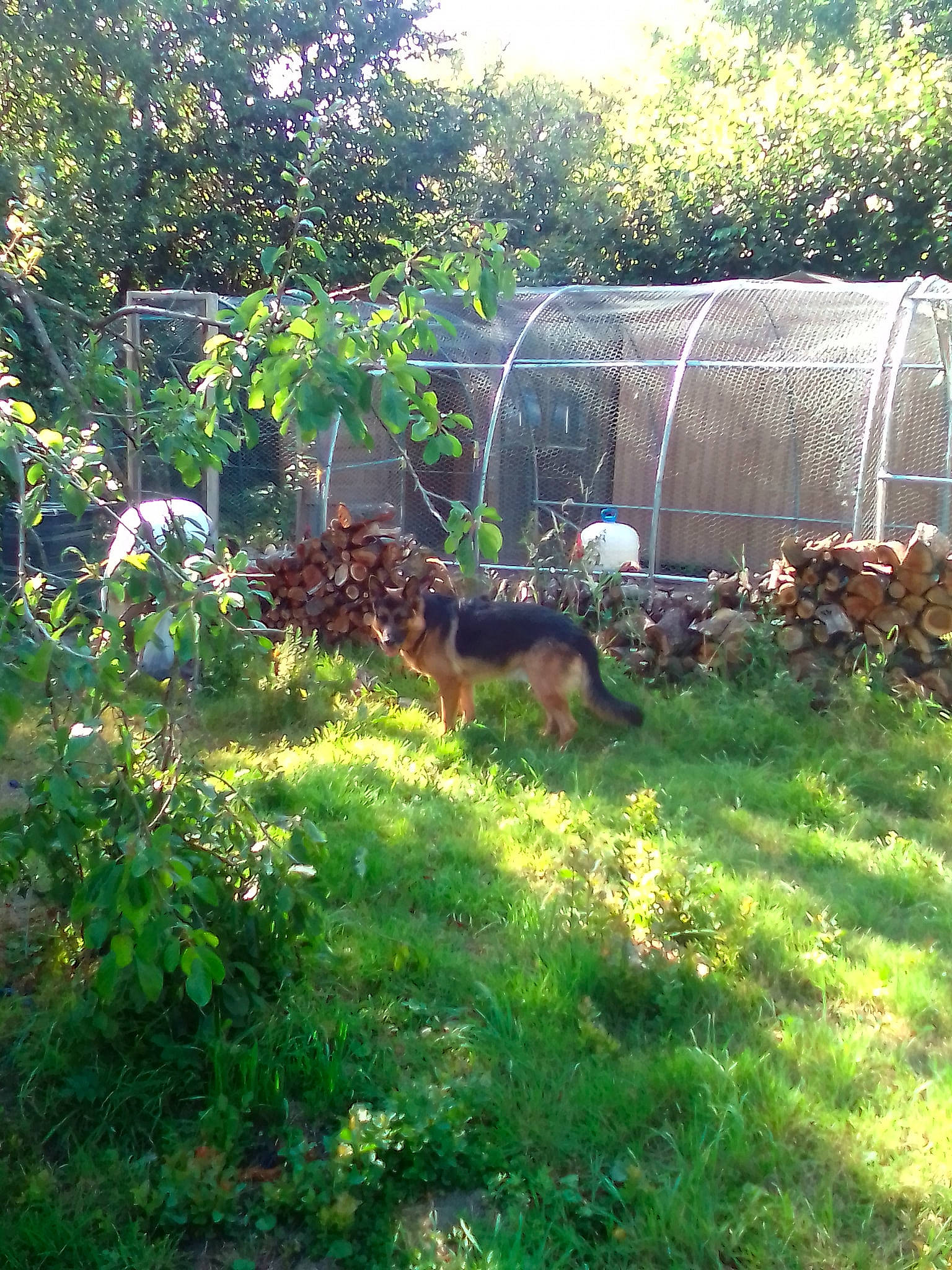 Sam a rejoint le concours — aidez-le/la à gagner de superbes lots ! backyard, canidae, carnivore, companion_dog, dog, dog_breed, garden, grass, groundcover, hunting_dog, lawn, liver, mammal, plant, shrub, sporting_group, sunlight, tail, wire_fencing, yard