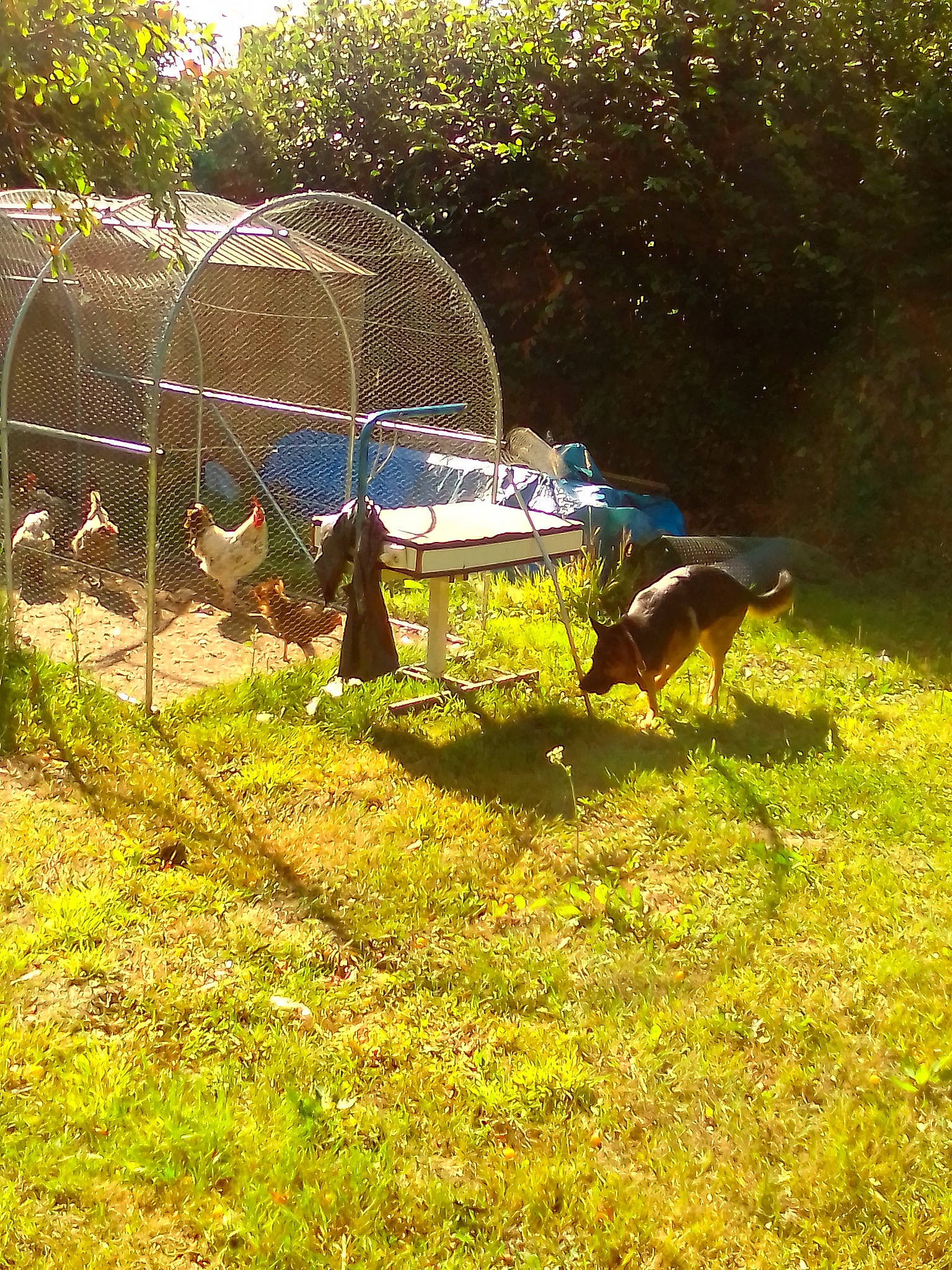 Sam participe au concours pour gagner de l'argent avec cette photo : backyard, beak, bird, chain_link_fencing, fowl, galliformes, garden, groundcover, lawn, mesh, outdoor_furniture, pasture, phasianidae, shadow, sunlight, wire_fencing, yard