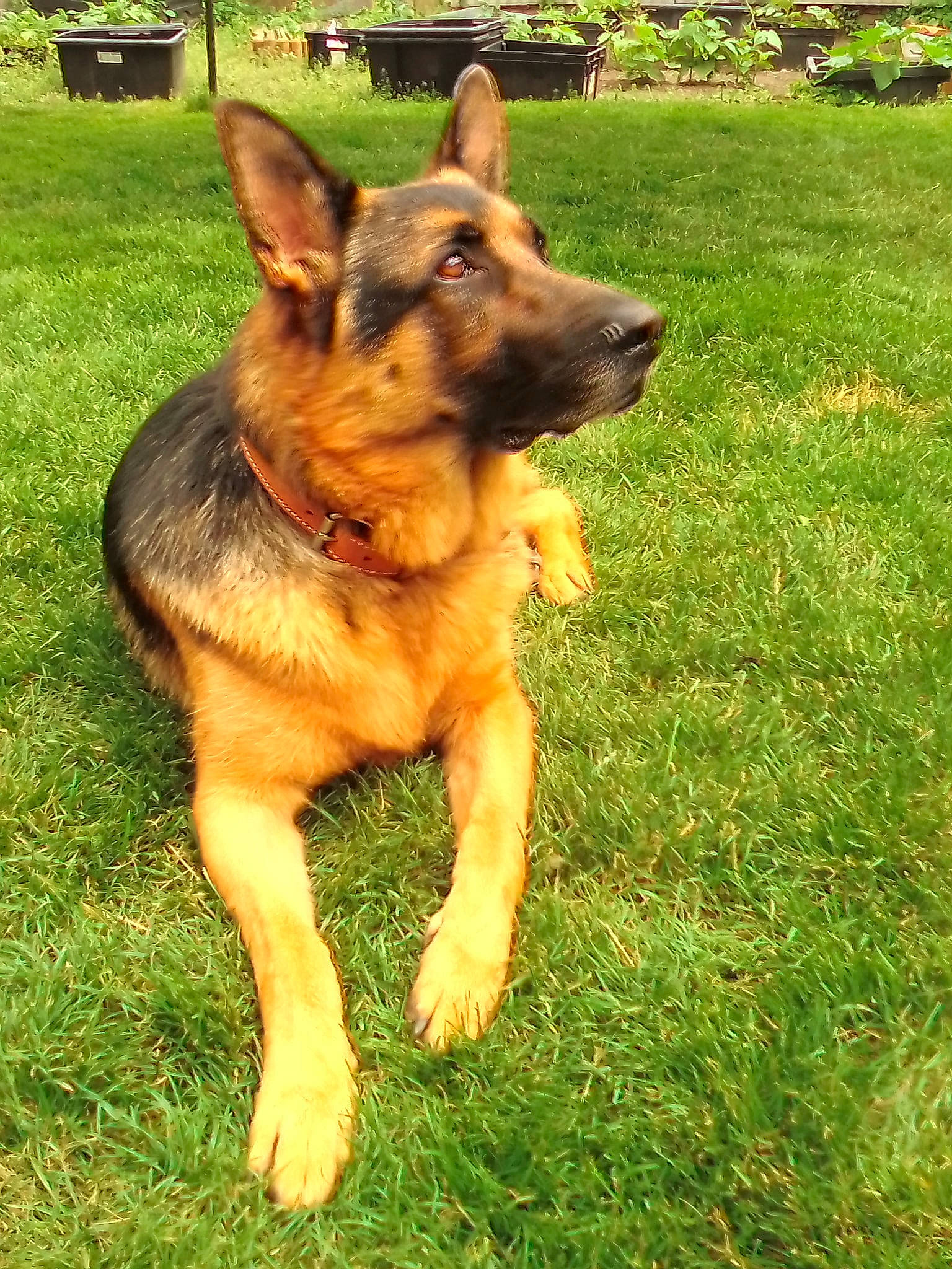 Sam a rejoint le concours — aidez-le/la à gagner de superbes lots ! canidae, carnivore, dog, dog_breed, east_european_shepherd, fawn, garden, german_shepherd_dog, grass, grass_family, groundcover, guard_dog, herding_dog, king_shepherd, lawn, old_german_shepherd_dog, police_dog, skin, snout, sporting_group