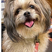 Fancy King joined the competition — help win amazing prizes! dog, pet, fluffy, small_dog, leash, happy, tongue_out, indoors, calendar, fur, cute, animal, companionship, closeup, friendly, adorable, portrait, smiling, tongue, fur_texture