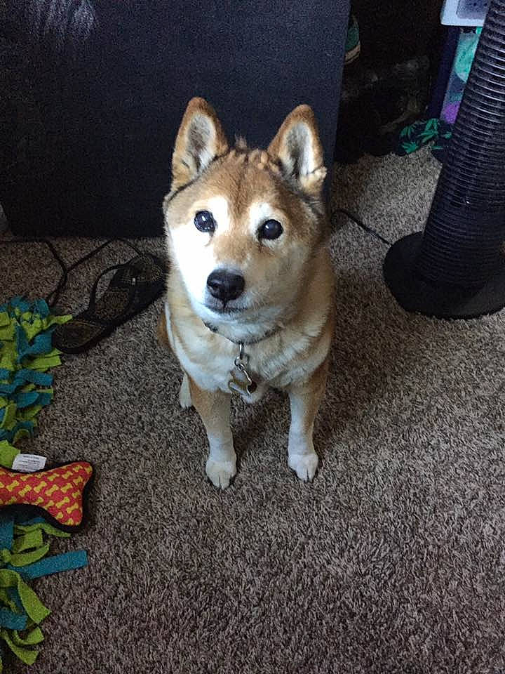 Keena is registered to the contest to win money with this photo: ancient_dog_breeds, automotive_tire, canidae, carnivore, companion_dog, dog, dog_breed, fawn, flooring, fur, grass, plant, road_surface, sled_dog, snout, sporting_group, synthetic_rubber, tail, working_animal, working_dog