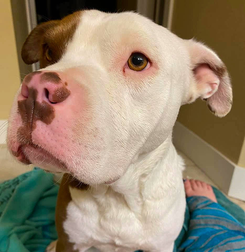 Remington is registered to the contest to win money with this photo: canidae, carnivore, collar, companion_dog, dog, dog_breed, ear, eye, fawn, fur, head, jaw, no_expression, non_sporting_group, pet_supply, snout, sporting_group, terrestrial_animal, whiskers, working_animal