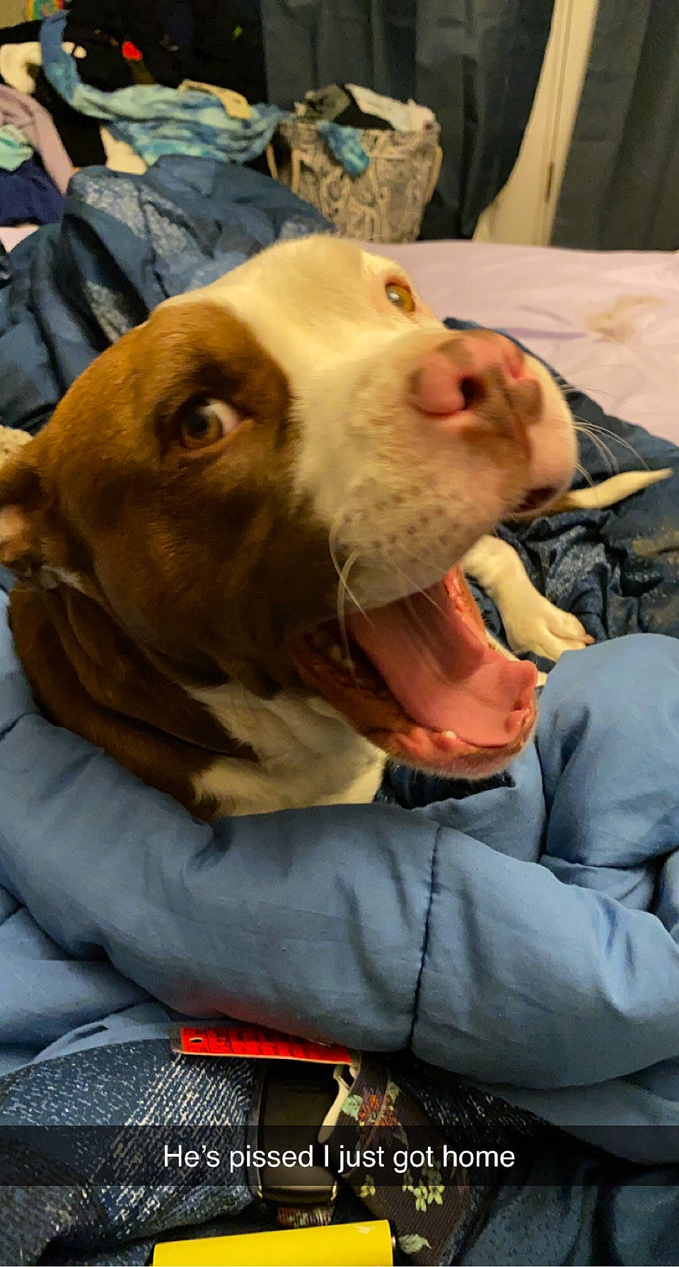 Remington is registered to the contest to win money with this photo: canidae, carnivore, child, collar, companion_dog, dog, dog_breed, ear, fawn, fur, hat, jaw, non_sporting_group, selfie, snout, sporting_group, street_dog, whiskers, working_animal