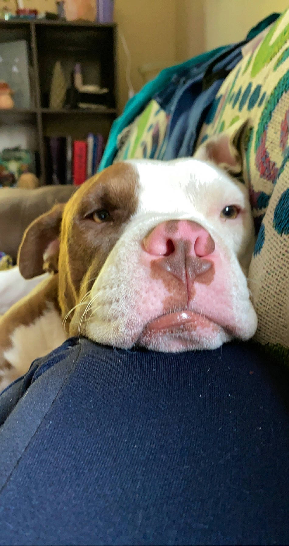 Remington joined the competition — help win amazing prizes! bookcase, canidae, carnivore, comfort, companion_dog, dog, dog_breed, fawn, flesh, fur, jaw, linens, liver, selfie, shelf, shelving, snout, sporting_group, whiskers, working_animal