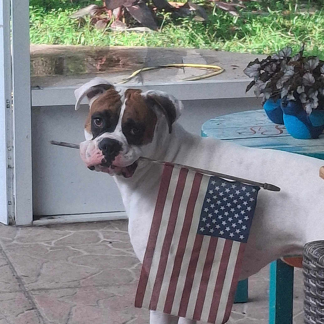 Jasper William is registered to the contest to win money with this photo: american_flag, backyard, birdbath, brown_spots, canine, curious, dog, domestic_animal, flag, garden, leafy_plants, looking_back, outdoor, patio, plant, potted_plant, standing, stick, tile_floor, white_dog