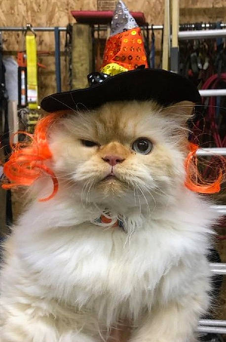 Buddy joined the competition — help win amazing prizes! asian, asian_semi_longhair, british_longhair, british_semi_longhair, carnivore, cat, domestic_long_haired_cat, felidae, fur, maine_coon, mammal, napoleon_cat, norwegian_forest_cat, persian, ragamuffin, selkirk_rex, small_to_medium_sized_cats, snout, turkish_van, whiskers