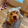 Mazie joined the competition — help win amazing prizes! animal, brown_dog, closeup, crocs, curious, dog, domestic_animal, door, floor, fur, hat, home, indoor, lighting, looking_up, pet, portrait, rug, window, wood_floor
