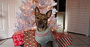 Mazie joined the competition — help win amazing prizes! brown_dog, christmas, christmas_tree, cute, decorations, dog, door, festive, holiday, indoor, lights, pet, presents, seated, shutters, sweater, tile_floor, warm_lighting, white_tree, wrapped_gifts