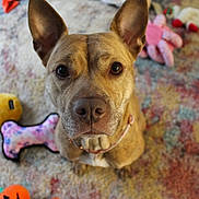 Mazie is registered to the contest to win money with this photo: animal, brown_dog, canine, close_up, collar, colorful_rug, cute, dog, domestic_animal, ears, floor, indoor, looking_up, mammal, nose, pet, playful, plush_toy, sitting, toy