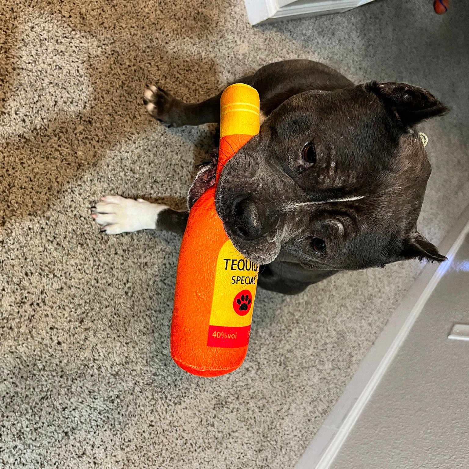 Pua joined the competition — help win amazing prizes! asphalt, automotive_lighting, carmine, carnivore, collar, companion_dog, dog, dog_breed, dog_collar, fawn, fender, flooring, gas, home_appliance, paw, road_surface, sidewalk, tail, tar, working_animal