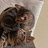 Zoria joined the competition — help win amazing prizes! cat, kitten, tabby, pets, animal, feline, cuddling, snuggling, cat_tree, fur, whiskers, ears, cute, indoor, resting, companions, playful, soft, perch, young