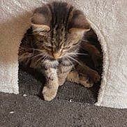 Zoria joined the competition — help win amazing prizes! kitten, cat, tabby, cat_condo, pet, animal, feline, cute, indoor, fur, whiskers, paw, curious, cozy, resting, home, soft, small, young, playful