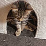 kitten, cat, tabby, cat_condo, pet, animal, feline, cute, indoor, fur, whiskers, paw, curious, cozy, resting, home, soft, small, young, playful