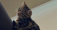 Zoria is registered to the contest to win money with this photo: cat, kitten, tabby, feline, pet, indoor, curious, couch, furniture, animal, small, cute, whiskers, ears, fur, young, domestic, looking_back, resting, home