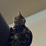cat, kitten, tabby, feline, pet, indoor, curious, couch, furniture, animal, small, cute, whiskers, ears, fur, young, domestic, looking_back, resting, home
