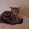 Zoria is registered to the contest to win money with this photo: kitten, cat, tabby, pet_bed, cozy, fluffy, indoor, feline, cute, animal, young, curious, resting, soft_light, wall, domestic, fur, small, mammal, sleepy