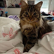 Aslan participe au concours pour gagner de l'argent avec cette photo : cat, tabby_cat, pet, bed, blanket, bedroom, fur, whiskers, ears, indoor, portrait, closeup, paws, furniture, television, window_blinds, cozy, bedding, sleepy, domestic