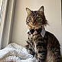Aslan a rejoint le concours — aidez-le/la à gagner de superbes lots ! cat, tabby_cat, feline, pet, bow_tie, portrait, whiskers, green_eyes, fluffy_fur, window_light, blanket, indoor, sitting, alert, muzzle, ears, long_hair, cozy, fur_pattern, groomed