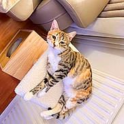 Mélo a rejoint le concours — aidez-le/la à gagner de superbes lots ! cat, calico_cat, feline, pet, indoor, lounging, cozy, white_texture, leather_furniture, wooden_box, relaxed, curious, striped, orange, white_paws, domestic_animal, home, floor, comfort, resting