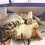 cables, cat, cozy, curled_up, desk, electronics, fur, home_office, indoor, laptop, monitor, nap, paw, pet, plug, power_strip, sleeping, sticker, tabby, whiskers