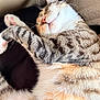 bed, belly, cat, close_up, cozy, cuddle_spot, cute, domestic_cat, fur, indoor, napping, paw_pads, pet, pink_nose, relaxed, sleeping_cat, soft_texture, striped, tabby_cat, whiskers