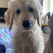 Willow is registered to the contest to win money with this photo: puppy, dog, fluffy, curly_fur, bed, blanket, indoor, window, natural_light, cute, pet, animal, young_dog, fur, face, ears, nose, sitting, cozy, curious