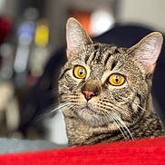 Fynch a rejoint le concours — aidez-le/la à gagner de superbes lots ! cat, tabby_cat, feline, close_up, portrait, yellow_eyes, whiskers, ears, nose, fur, indoor, couch, red_foreground, bokeh, blurred_background, shallow_depth_of_field, pet, domestic_cat, curious, sitting