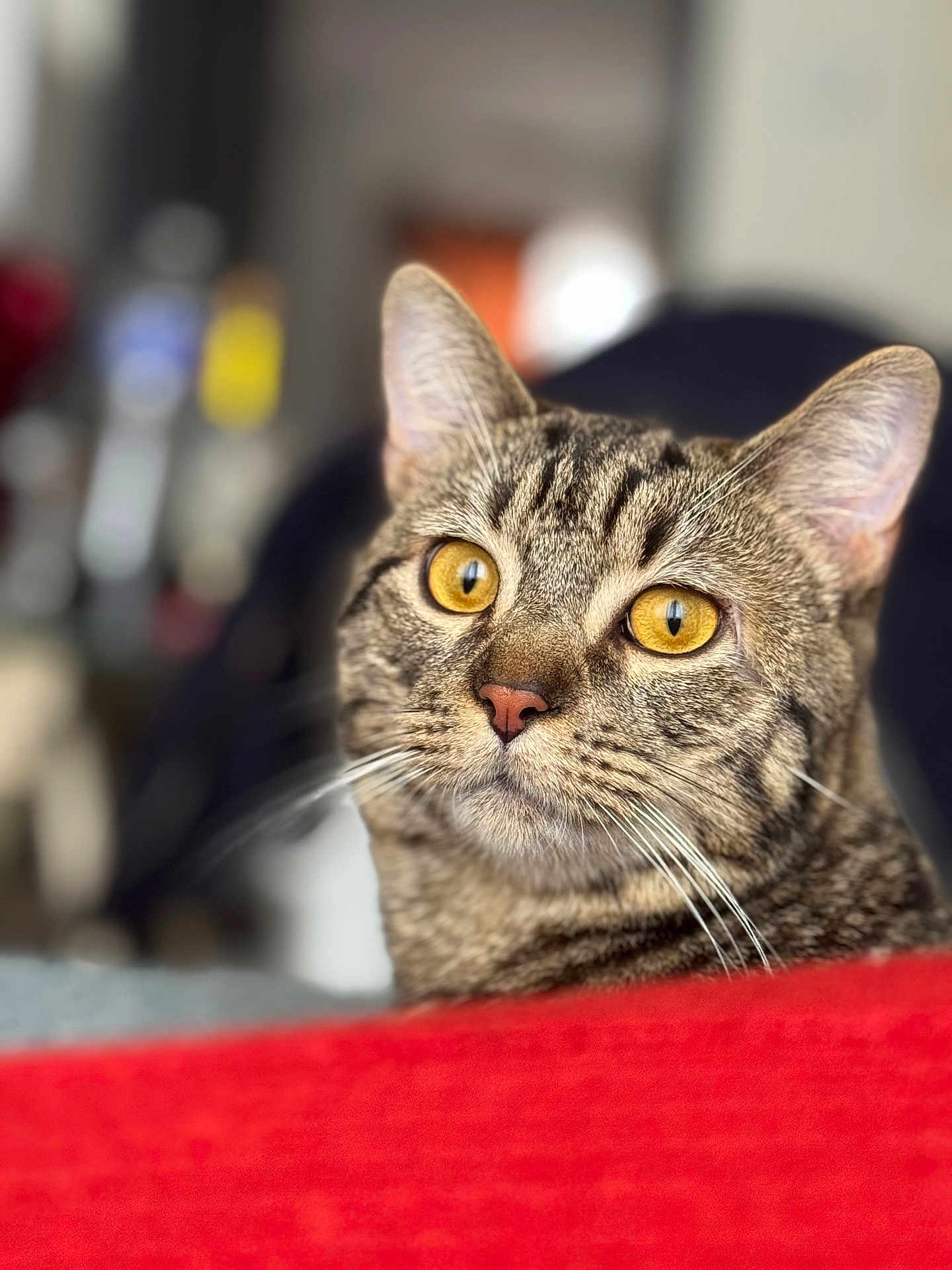 Fynch a rejoint le concours — aidez-le/la à gagner de superbes lots ! cat, tabby_cat, feline, close_up, portrait, yellow_eyes, whiskers, ears, nose, fur, indoor, couch, red_foreground, bokeh, blurred_background, shallow_depth_of_field, pet, domestic_cat, curious, sitting