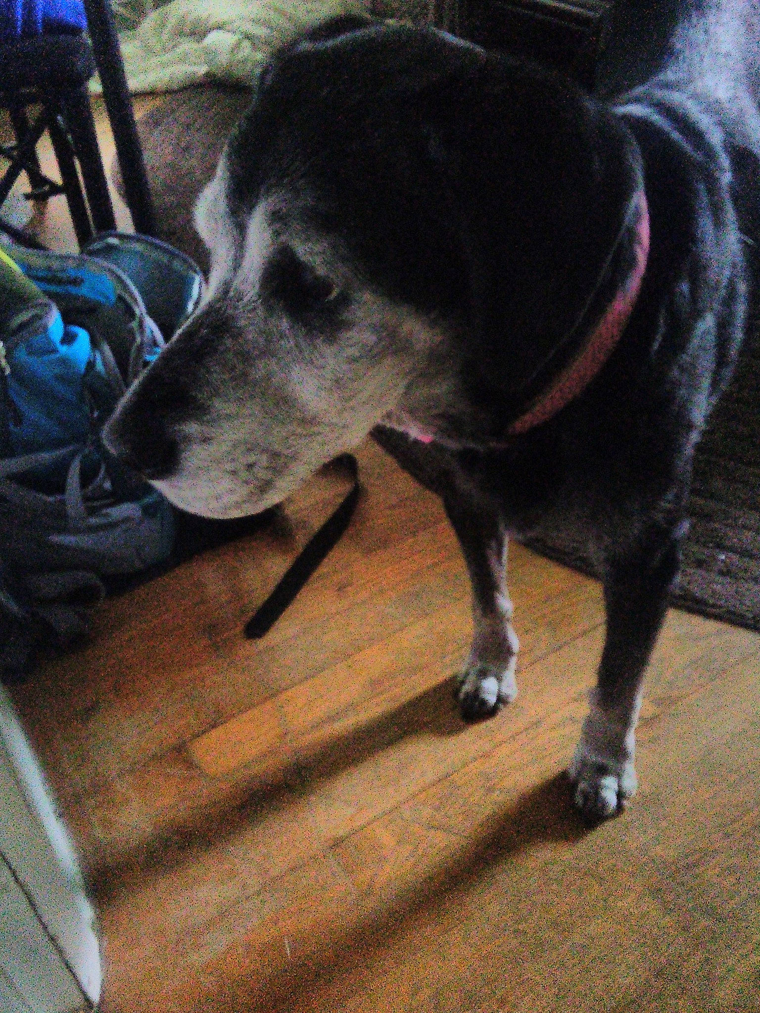 Sunshine is registered to the contest to win money with this photo: adventure, beagador, borador, canidae, carnivore, dog, dog_breed, labrador_retriever, snout, sporting_group