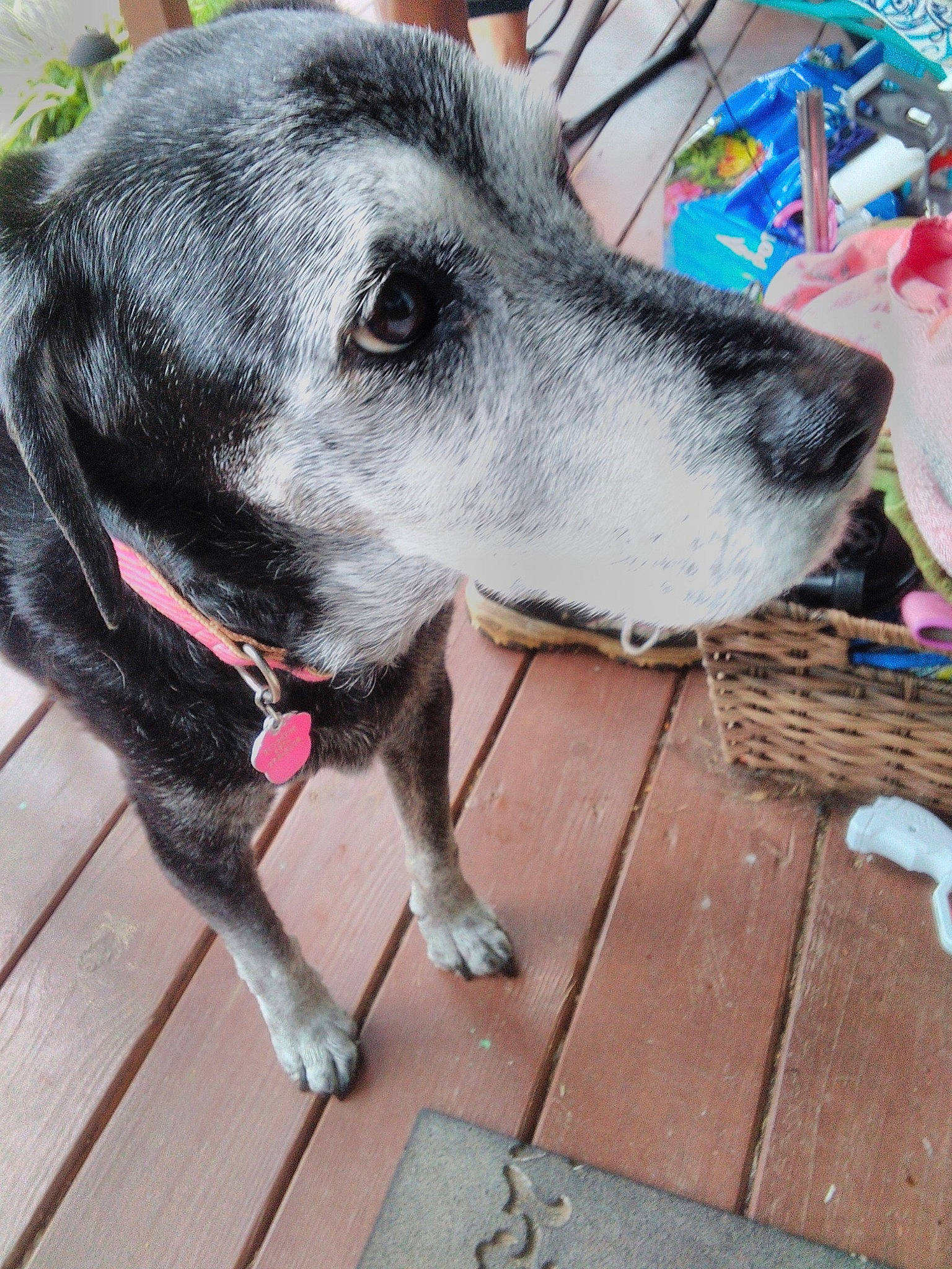 Sunshine is registered to the contest to win money with this photo: canidae, carnivore, dog, dog_breed, eurohound, mammal, rare_breed_dog, snout, sporting_group, street_dog