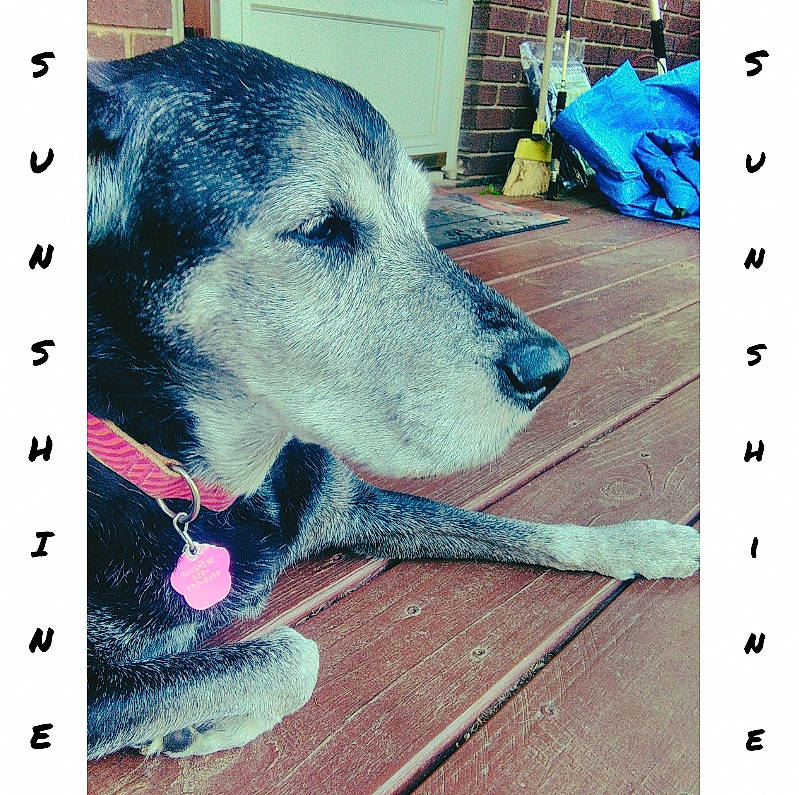 Sunshine is registered to the contest to win money with this photo: canidae, carnivore, dog, dog_breed, nose, snout, sporting_group, street_dog, working_dog