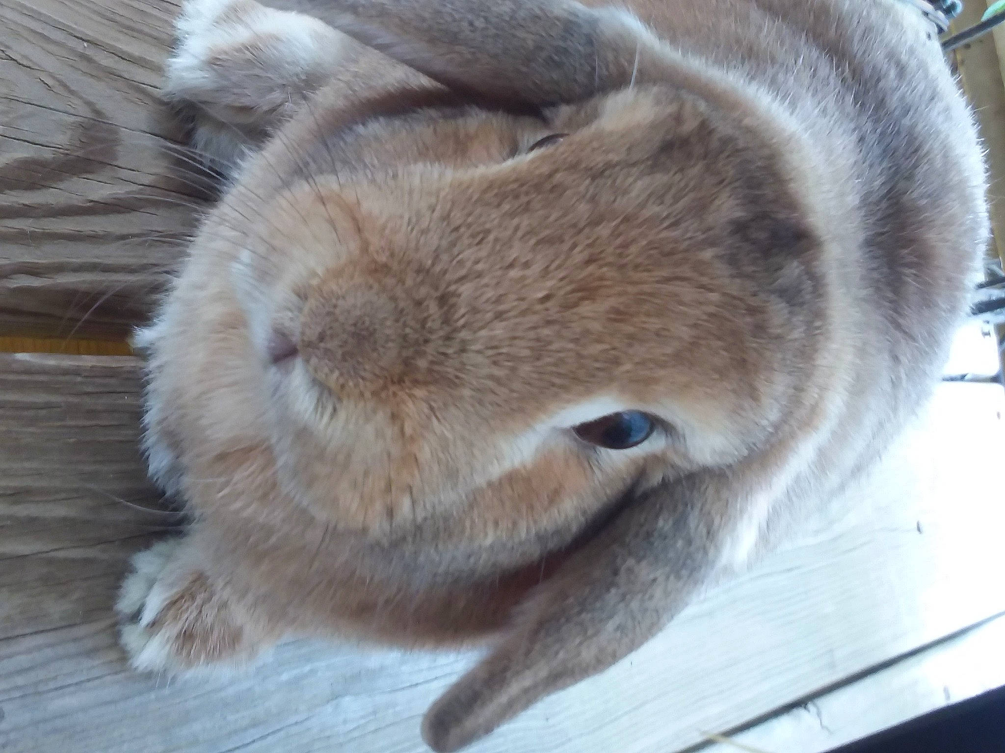 Cupcake joined the competition — help win amazing prizes! canidae, domestic_rabbit, ear, fawn, fur, nose, rabbit, rabbits_and_hares, snout, whiskers